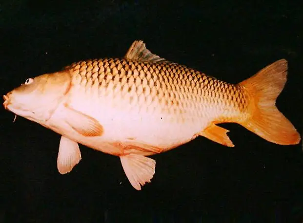 ikan mas sinyonya