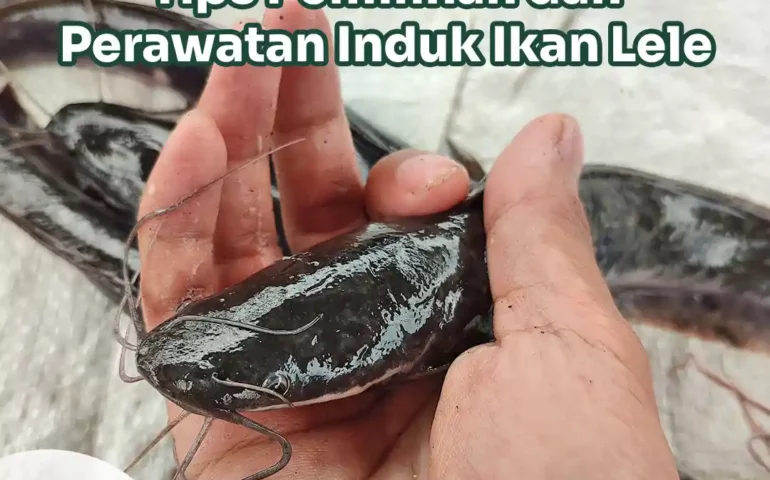 induk ikan lele