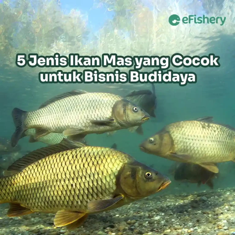 jenis ikan mas