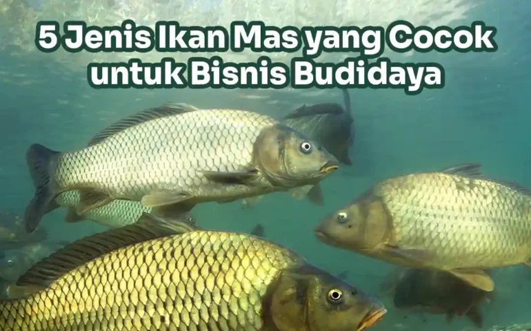 jenis ikan mas