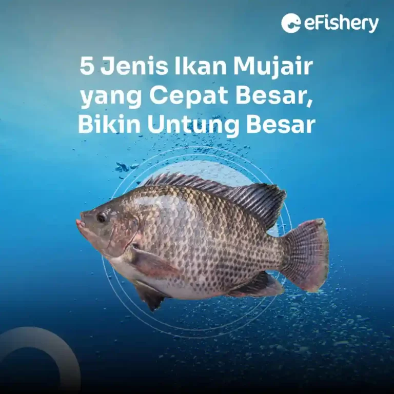 jenis ikan mujair