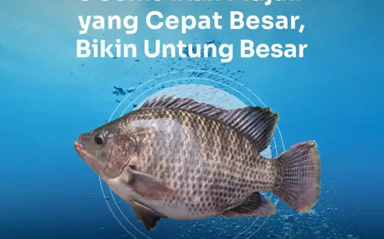 jenis ikan mujair