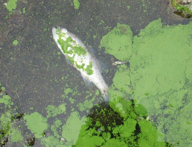 kondisi kolam penyebab ikan nila mati