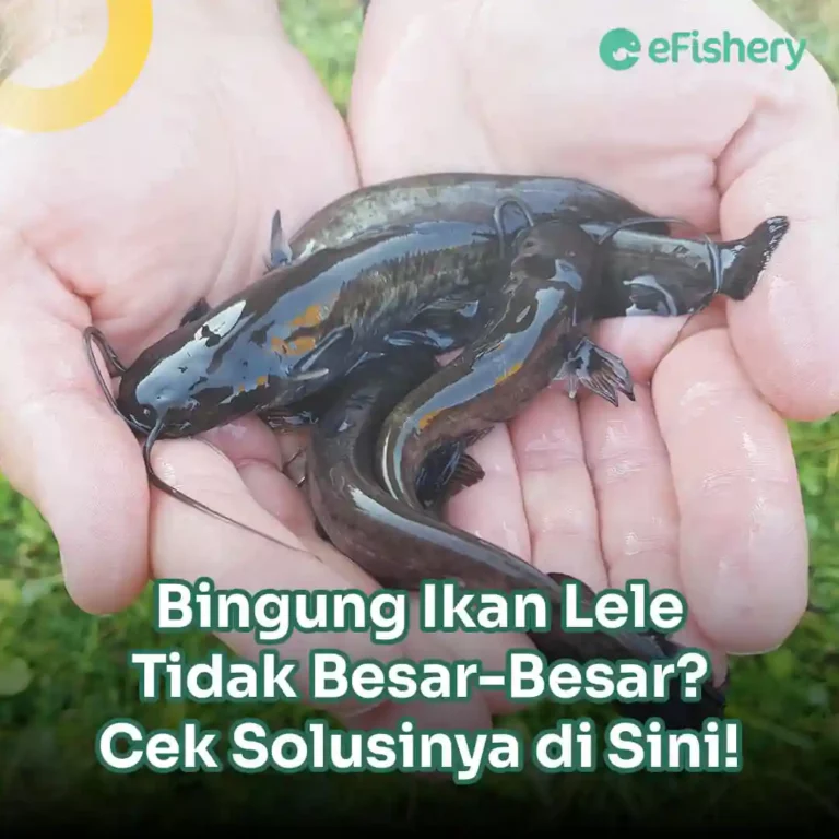 makanan ikan lele supaya cepat besar