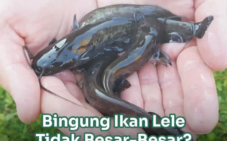 makanan ikan lele supaya cepat besar