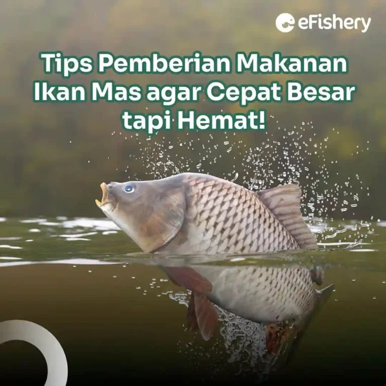 makanan ikan mas