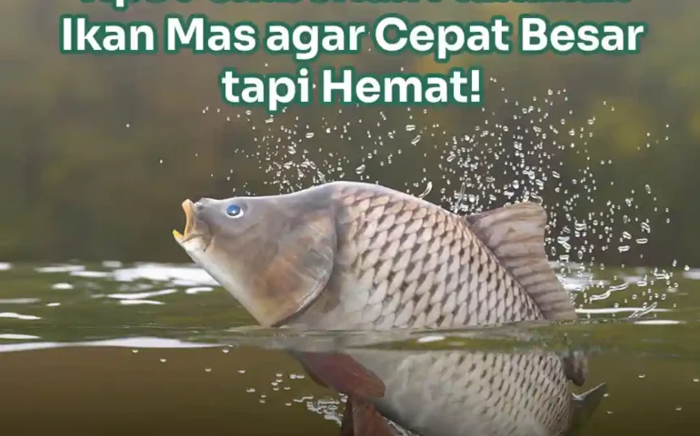 makanan ikan mas