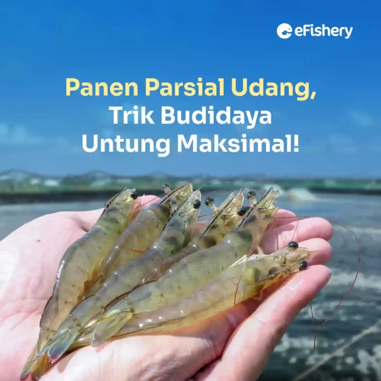 panen parsial udang