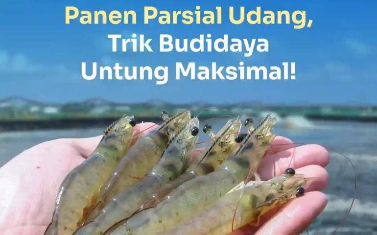 panen parsial udang