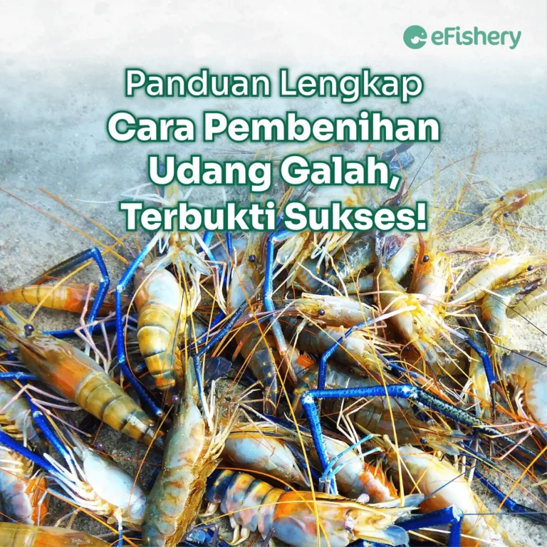 pembenihan udang galah