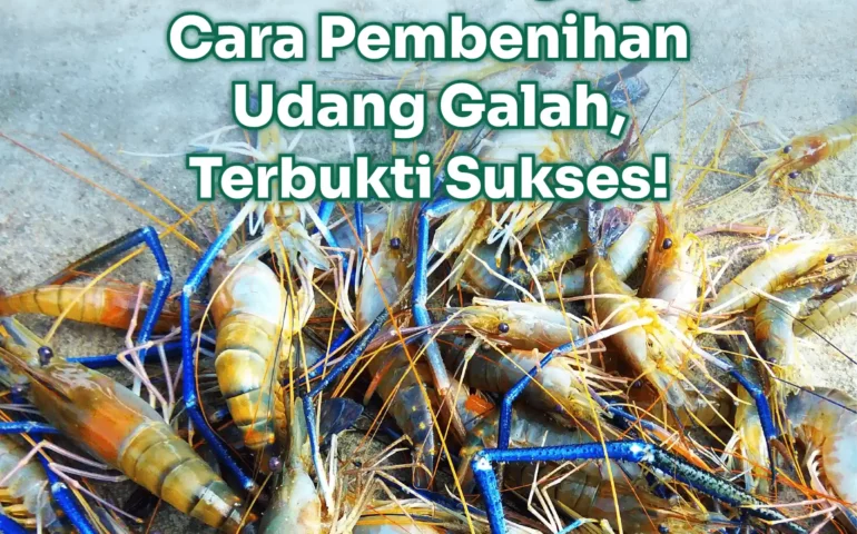 pembenihan udang galah