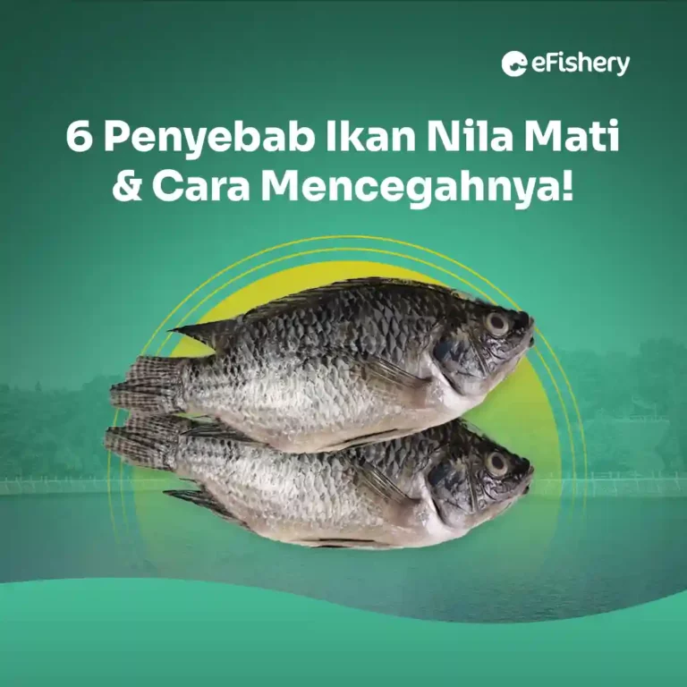 penyebab ikan nila mati