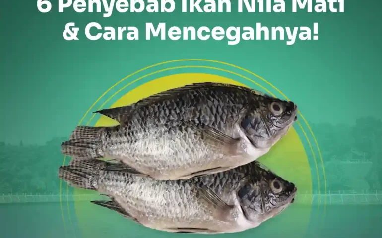 penyebab ikan nila mati