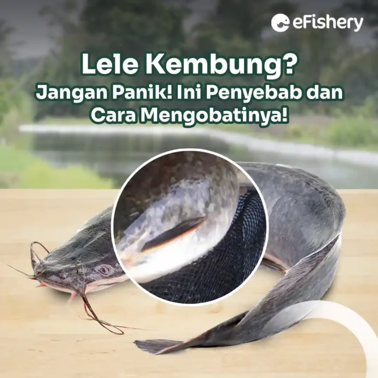 penyebab lele kembung