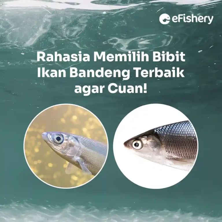 bibit ikan bandeng