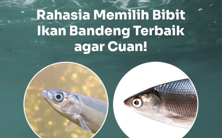 bibit ikan bandeng