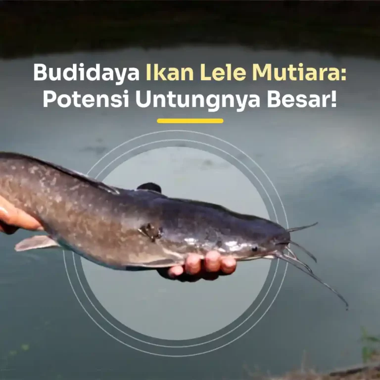 budidaya ikan lele mutiara