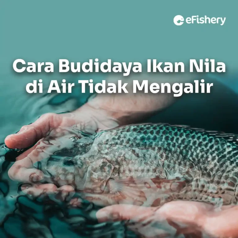 cara budidaya ikan nila di air tidak mengalir