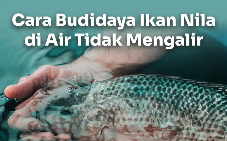 cara budidaya ikan nila di air tidak mengalir