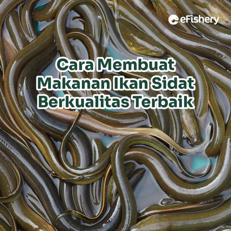 makanan ikan sidat