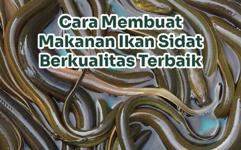 makanan ikan sidat