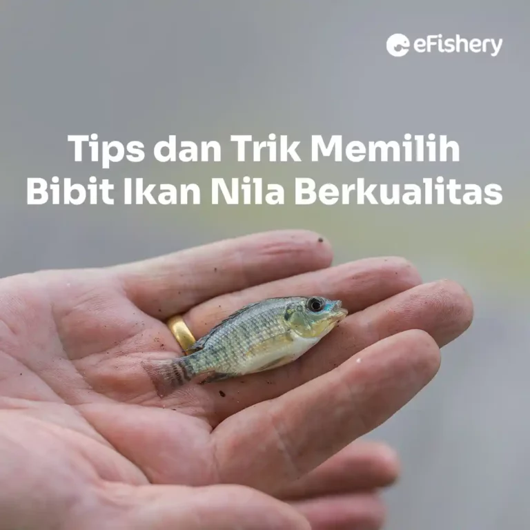 bibit ikan nila