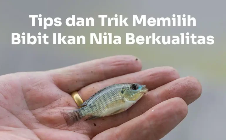 bibit ikan nila