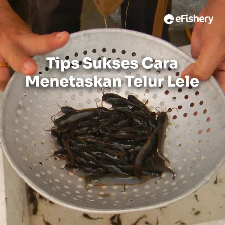 cara menetaskan telur lele