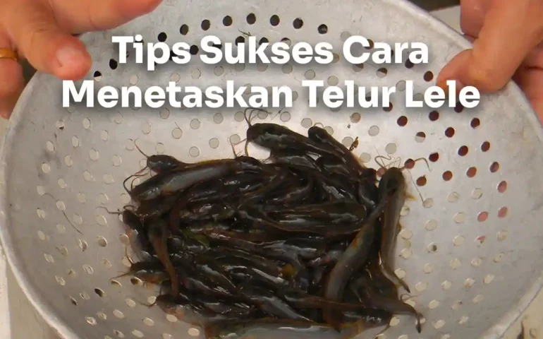 cara menetaskan telur lele