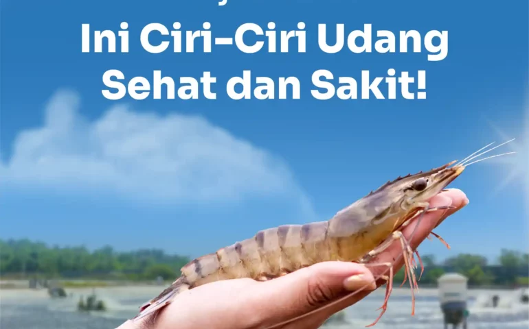 ciri ciri udang sehat dan sakit