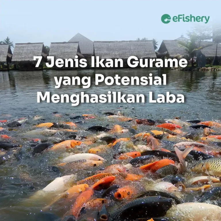 jenis ikan gurame