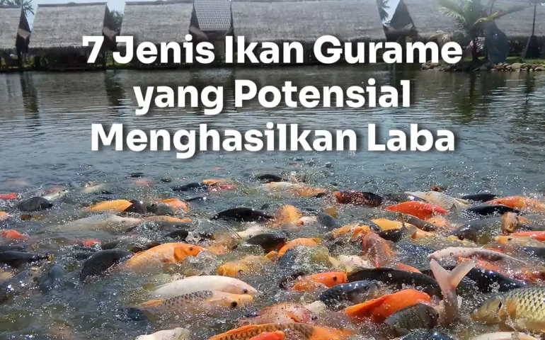 jenis ikan gurame