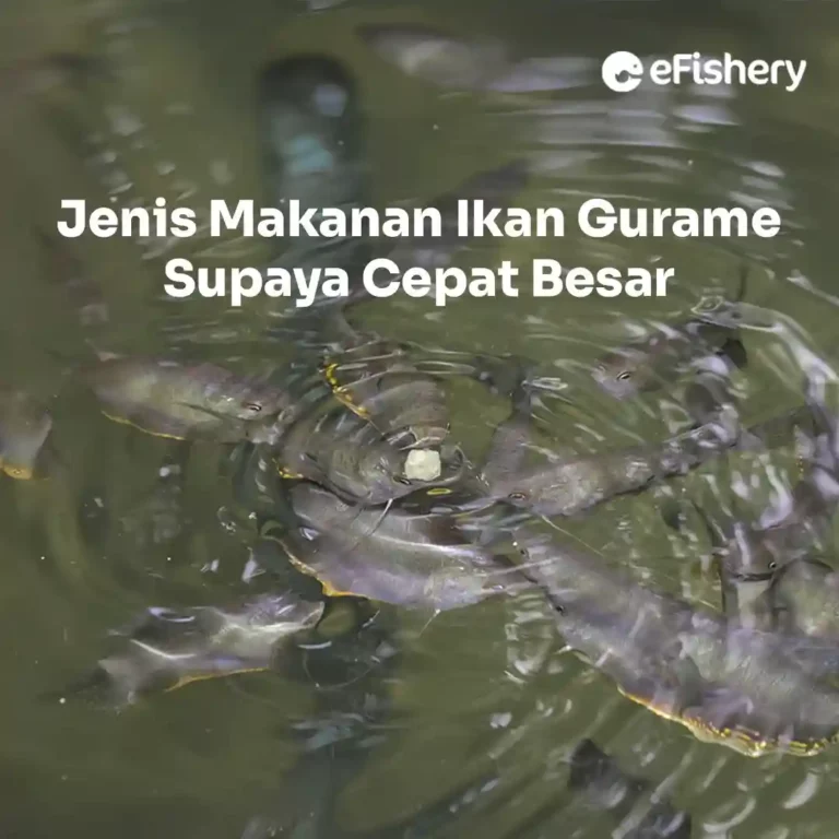 makanan ikan gurame