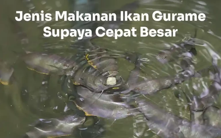 makanan ikan gurame