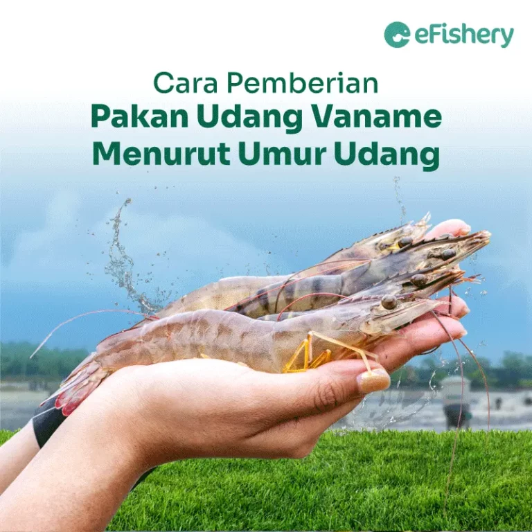 pemberian pakan udang vaname menurut umur