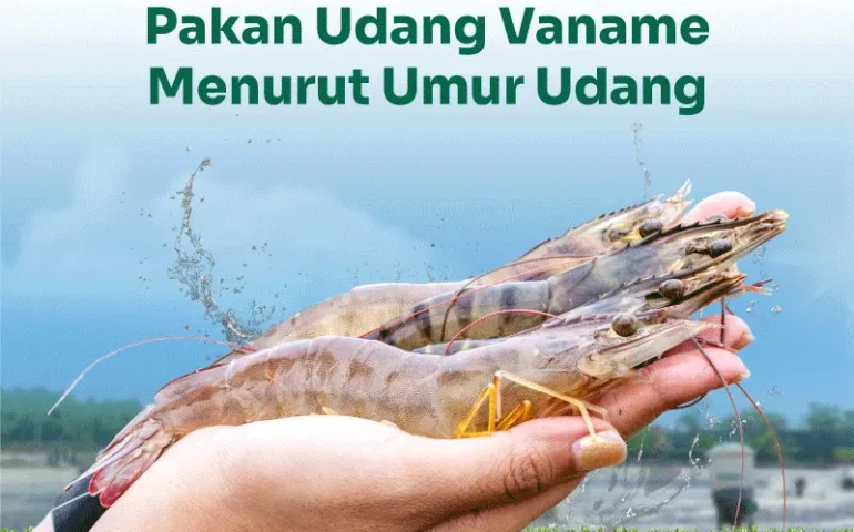 pemberian pakan udang vaname menurut umur