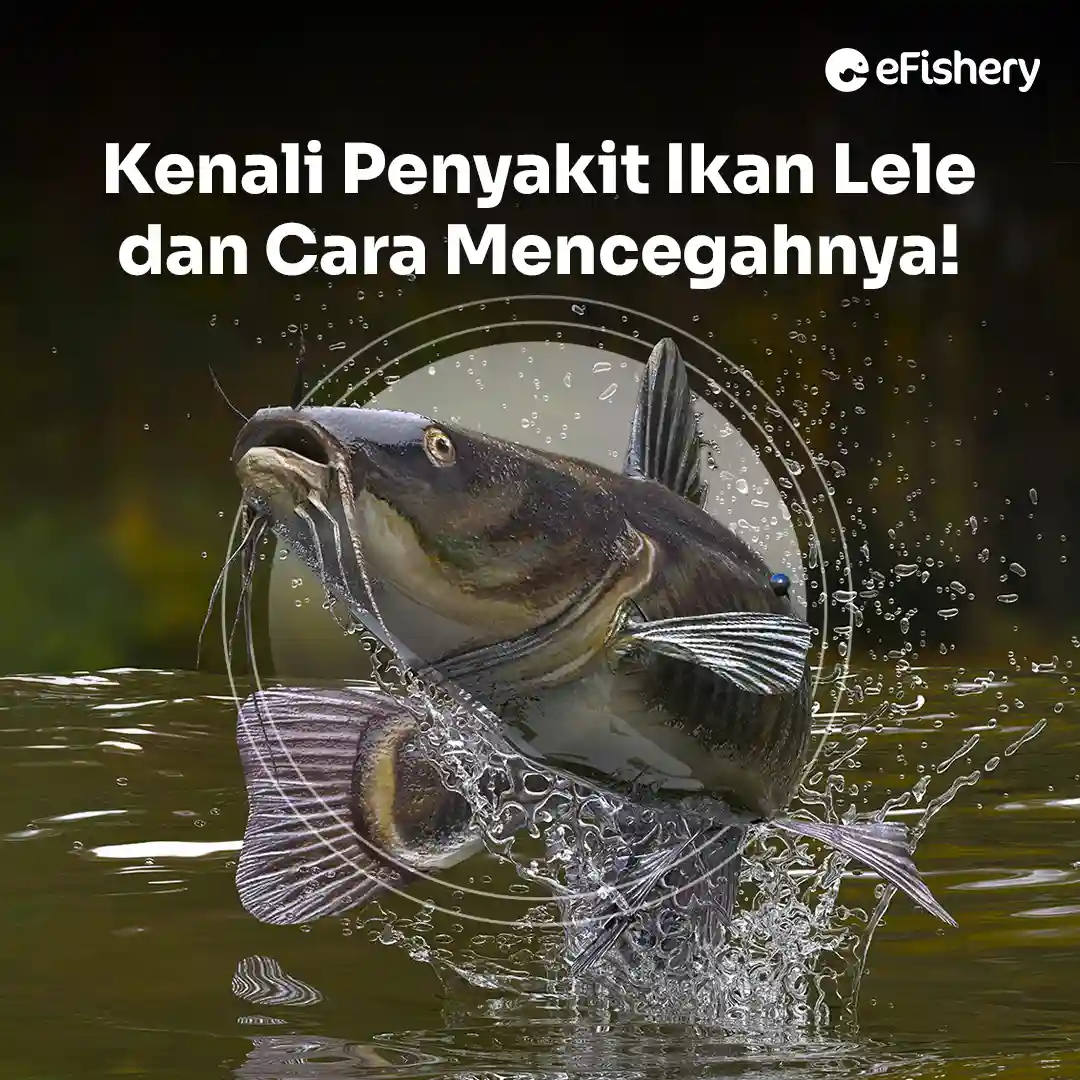 penyakit ikan lele