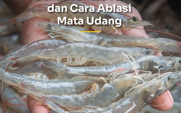 ablasi mata udang