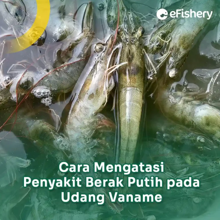 berak-putih-pada-udang-vannamei