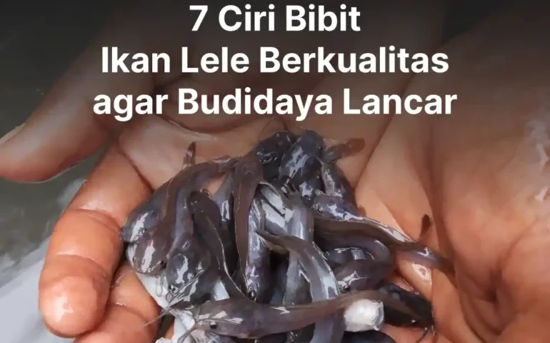 bibit ikan lele