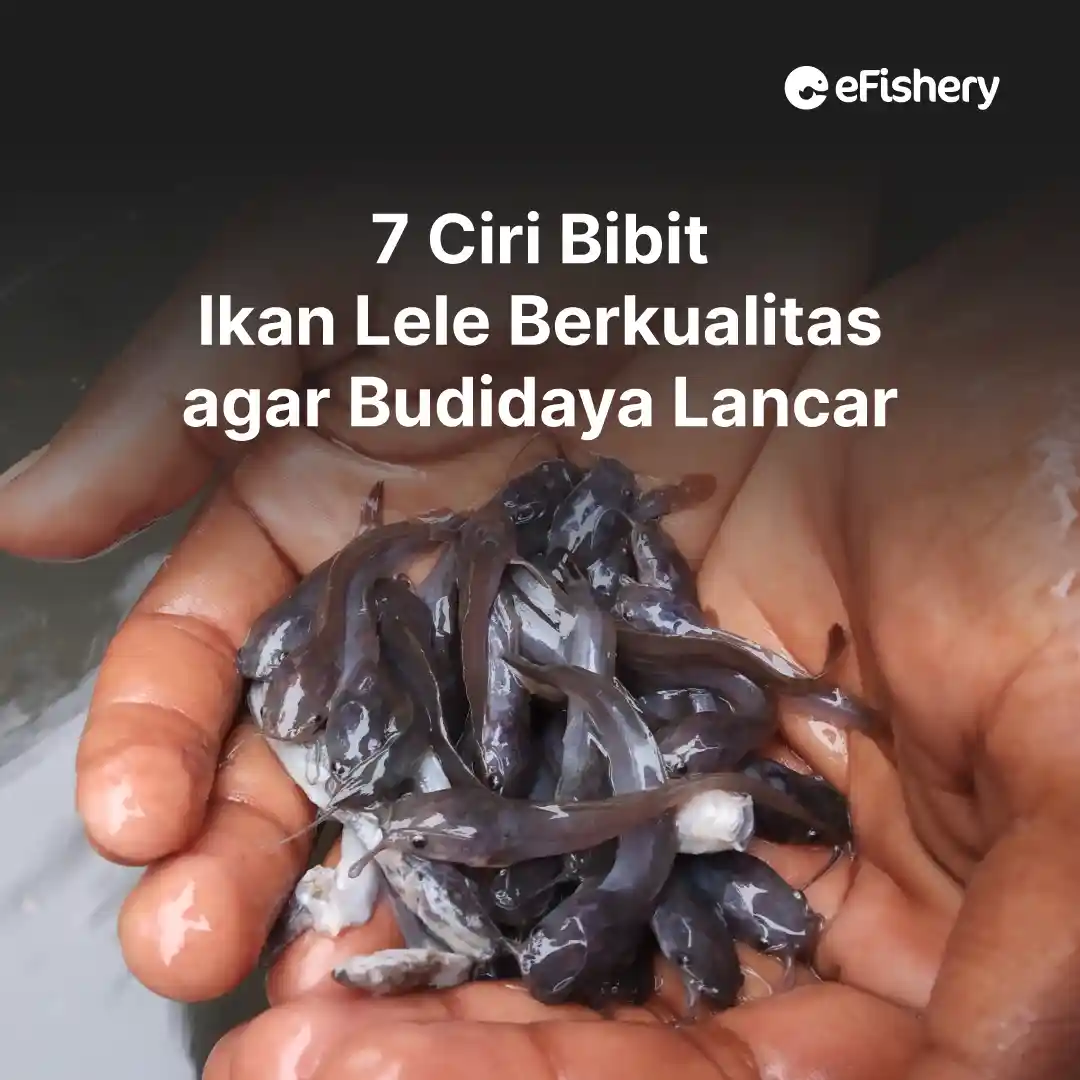 bibit ikan lele