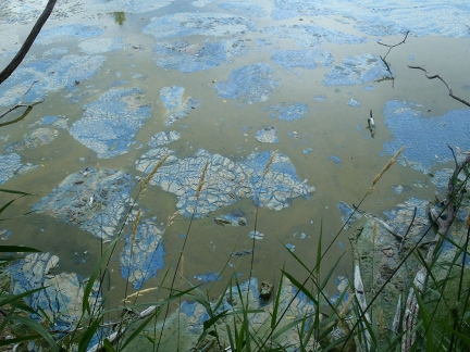 blooming algae