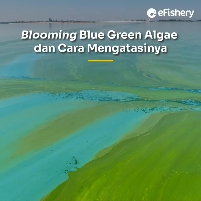 blue green algae