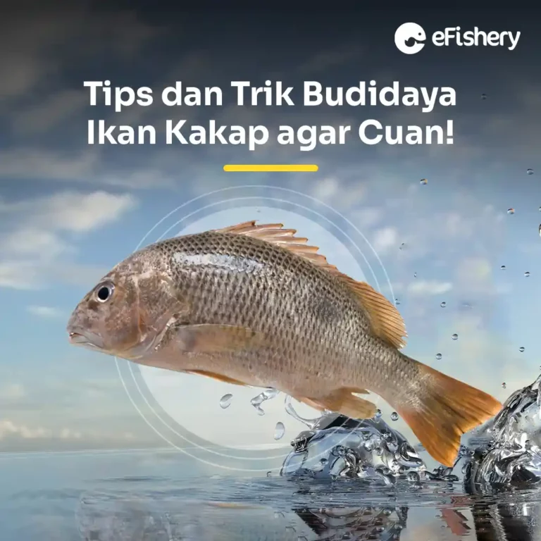 budidaya ikan kakap