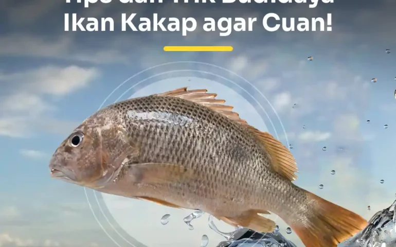 budidaya ikan kakap