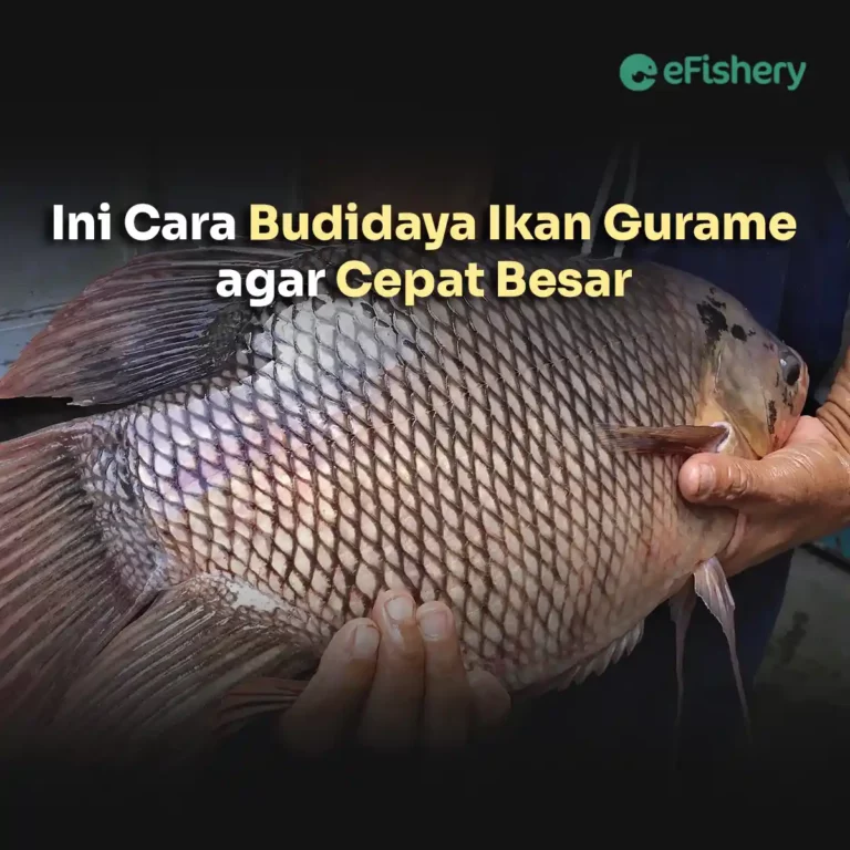 cara budidaya ikan gurame agar cepat besar