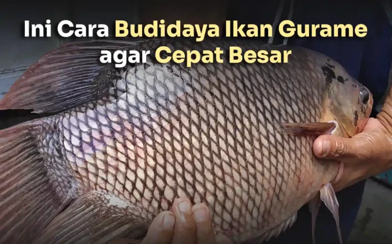 cara budidaya ikan gurame agar cepat besar