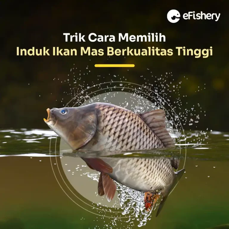 induk ikan mas