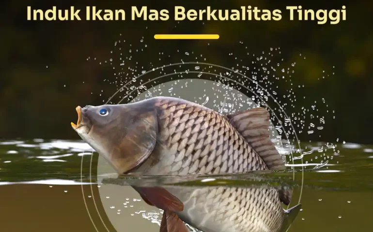 induk ikan mas