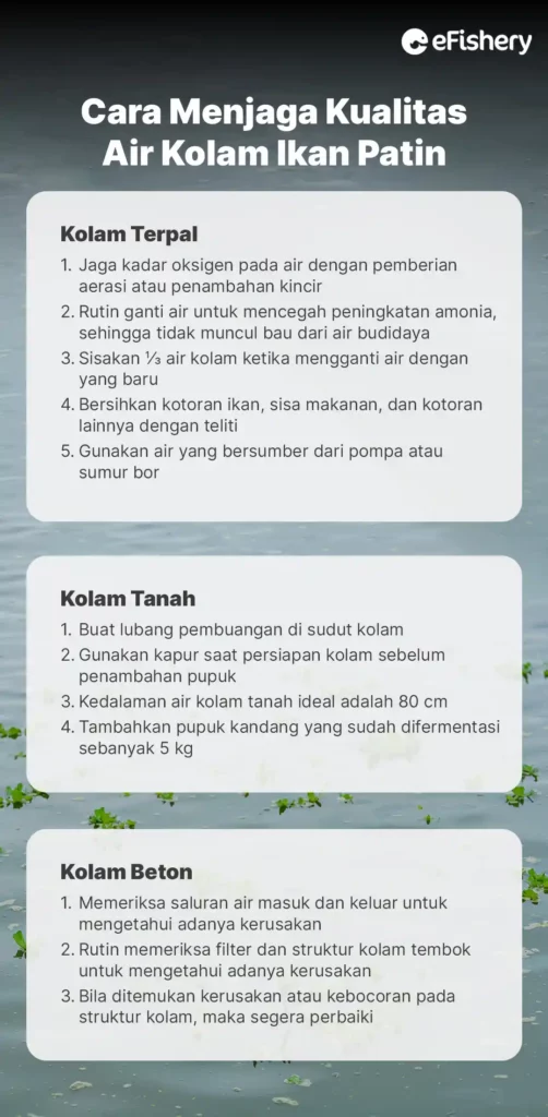 cara menjaga kualitas kolam ikan patin